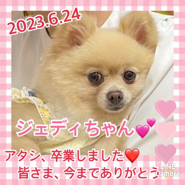 【運命の赤い糸見～つけた💓ポメラニアンのジェディちゃん💕】2023,6,24